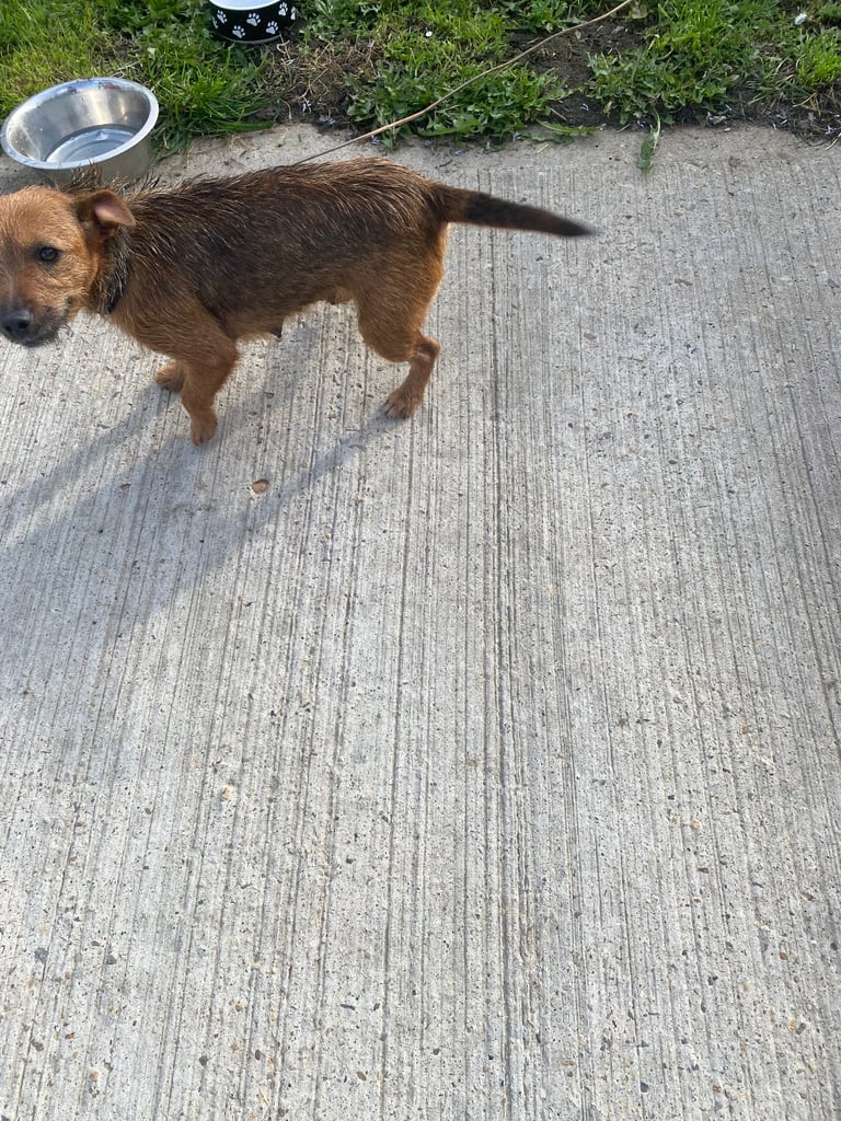 Jack Russell puppies 