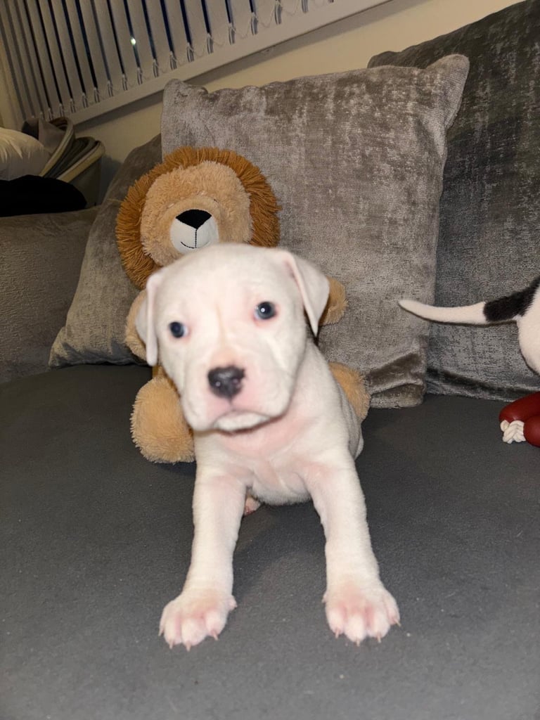 Staffy puppies looking their forever home. 