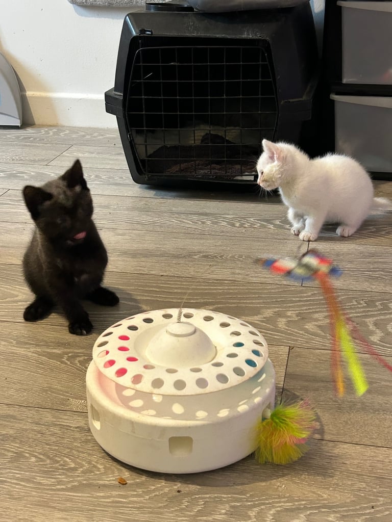 Rescued Kittens 1 male & 1 male with disability 