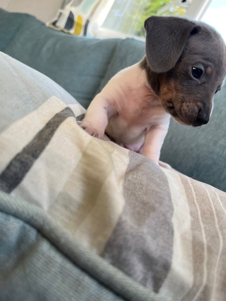  Based in crook county durhamMicro mini dachshunds 