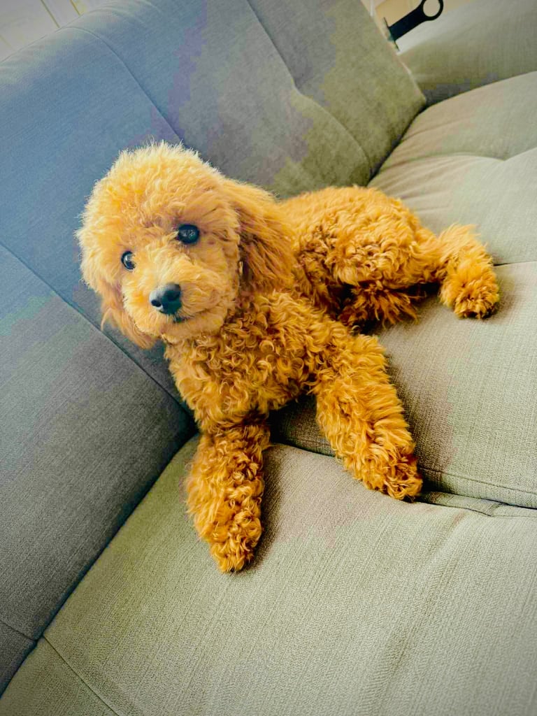 Toy Poodle (Dog breed)
