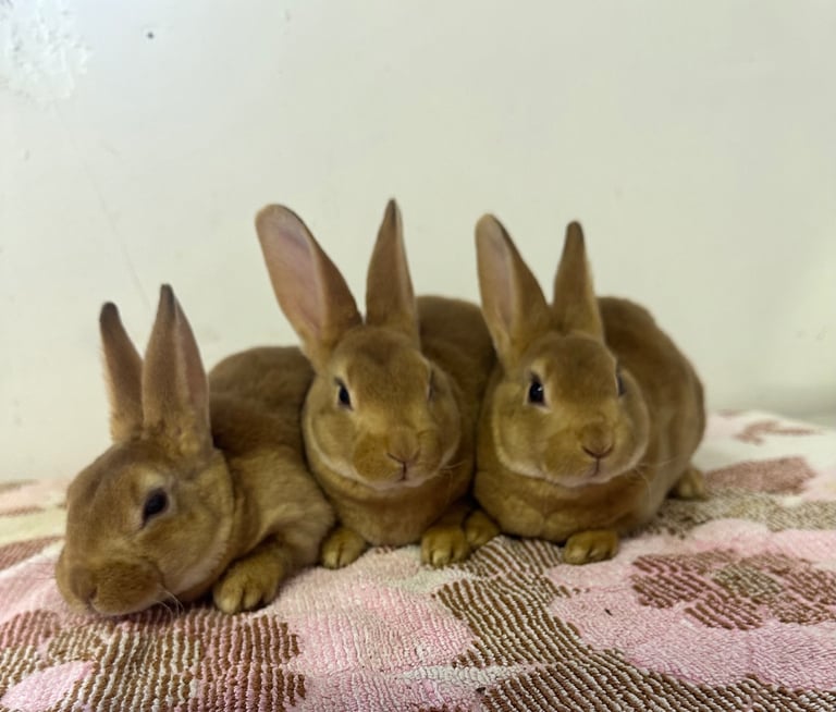 Beautiful mini Rex’s for sale 