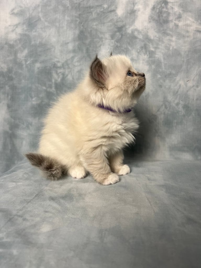 Ready Beautiful Ragdoll Kittens Blue Mitted and Chocolate Mitted