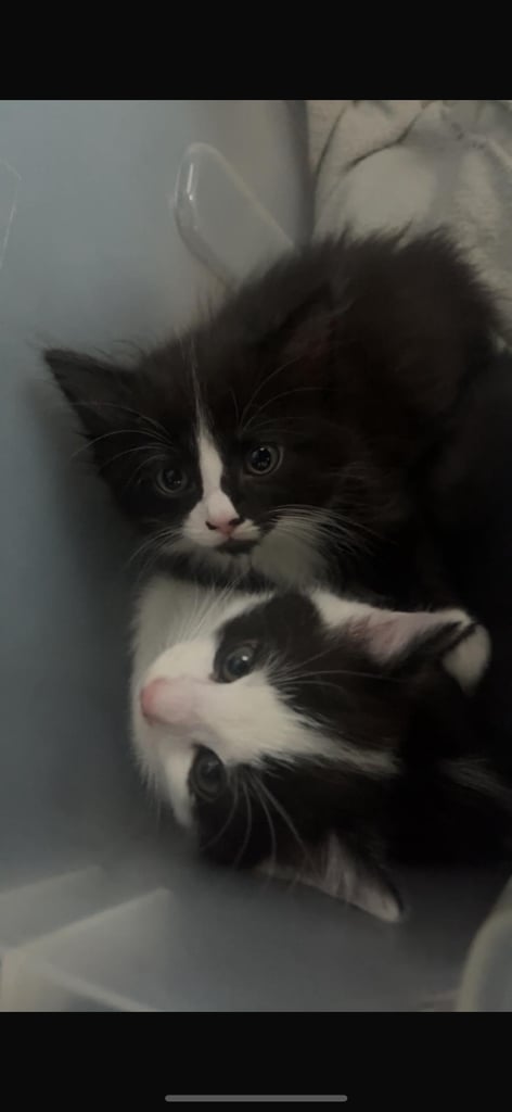 Kittens 