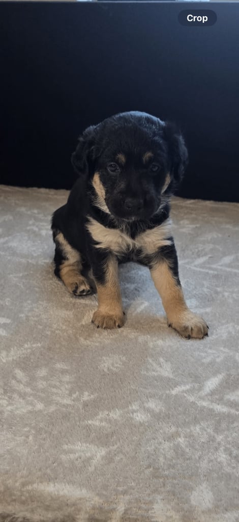 Goldador x Labrottie Miniature Puppies for Sale 
