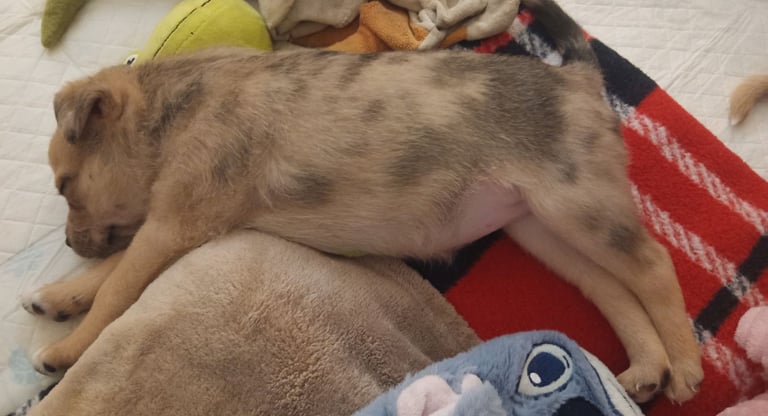 Pug X Collie (Pugollie) Puppies Looking For Their Forever Homes