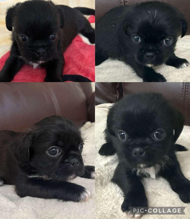 shih tzu cross