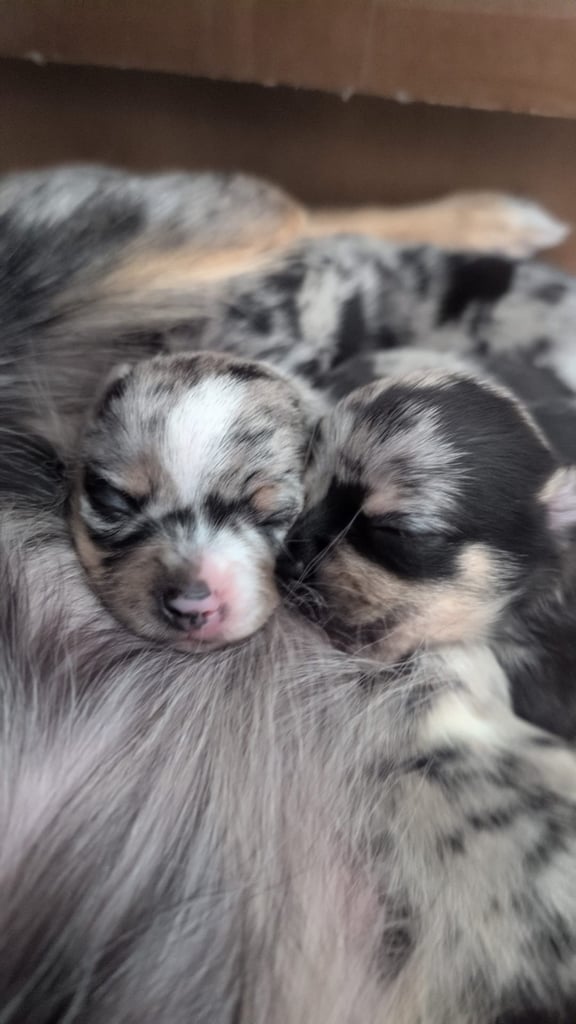 Merle Chihuahua puppys  