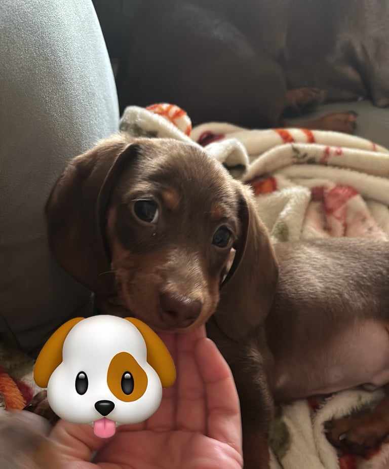 Miniature dachshund puppy’s 