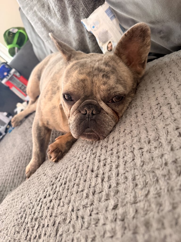 image for French bulldog 