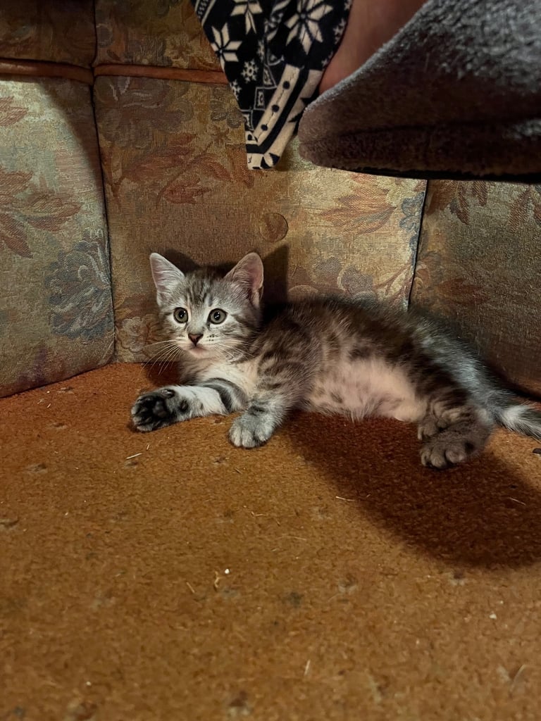 Siberian cross kittens 