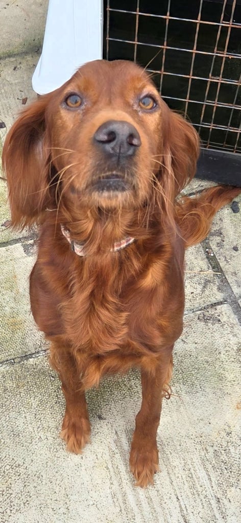 Irish setter 