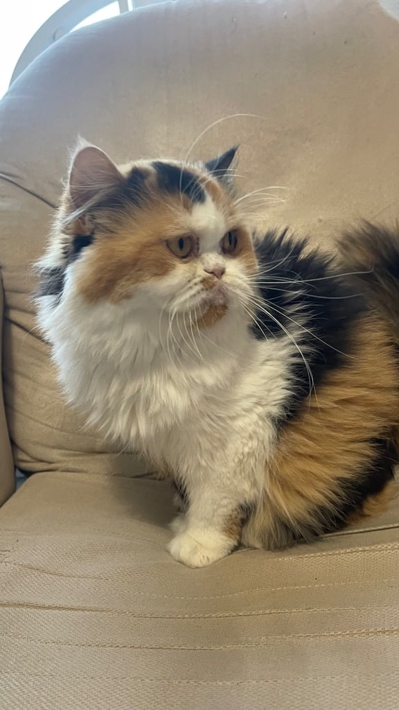 🌸 Beautiful British Longhair Female – Bumblebee 🌸
