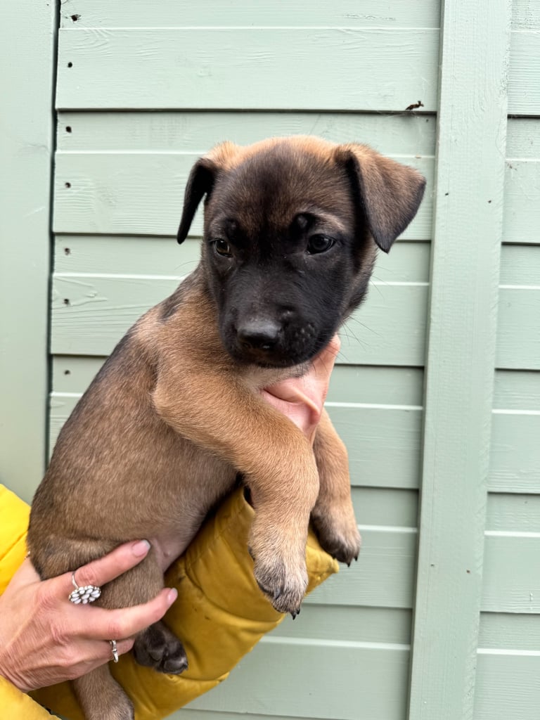 Belgian malinois 