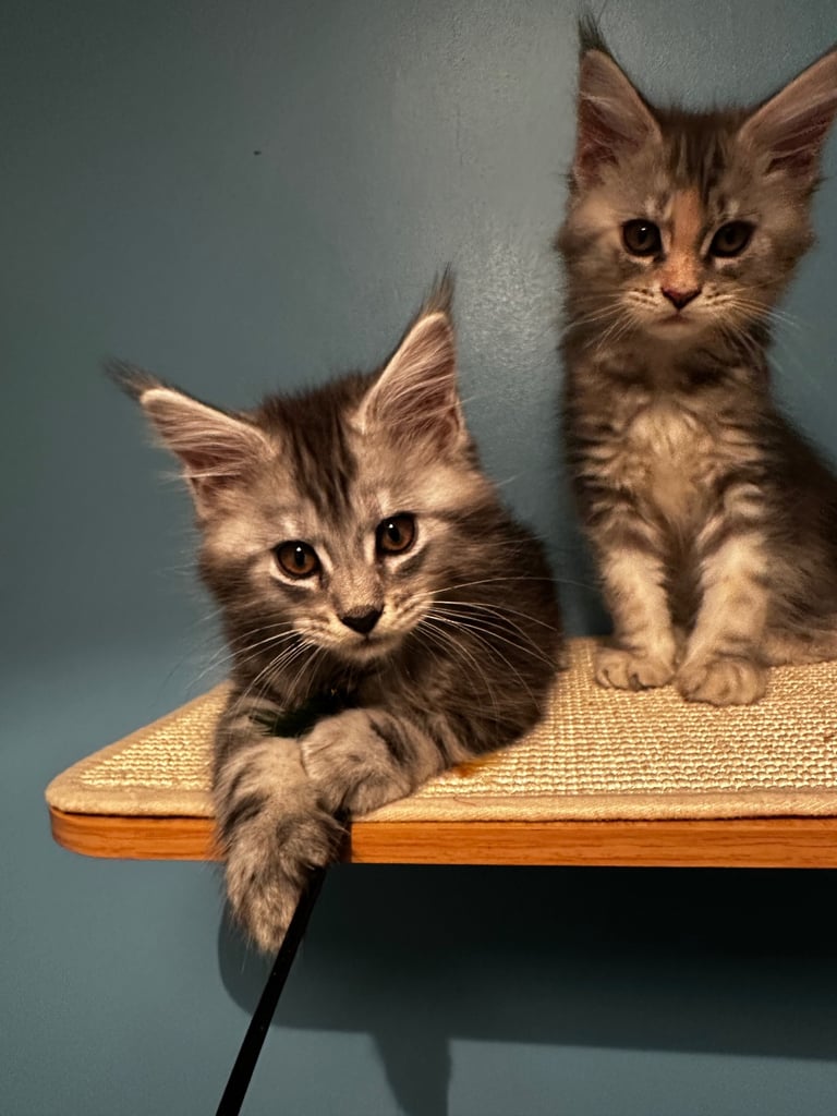 GCCF Maine Coon Kittens  *3 Remaining*