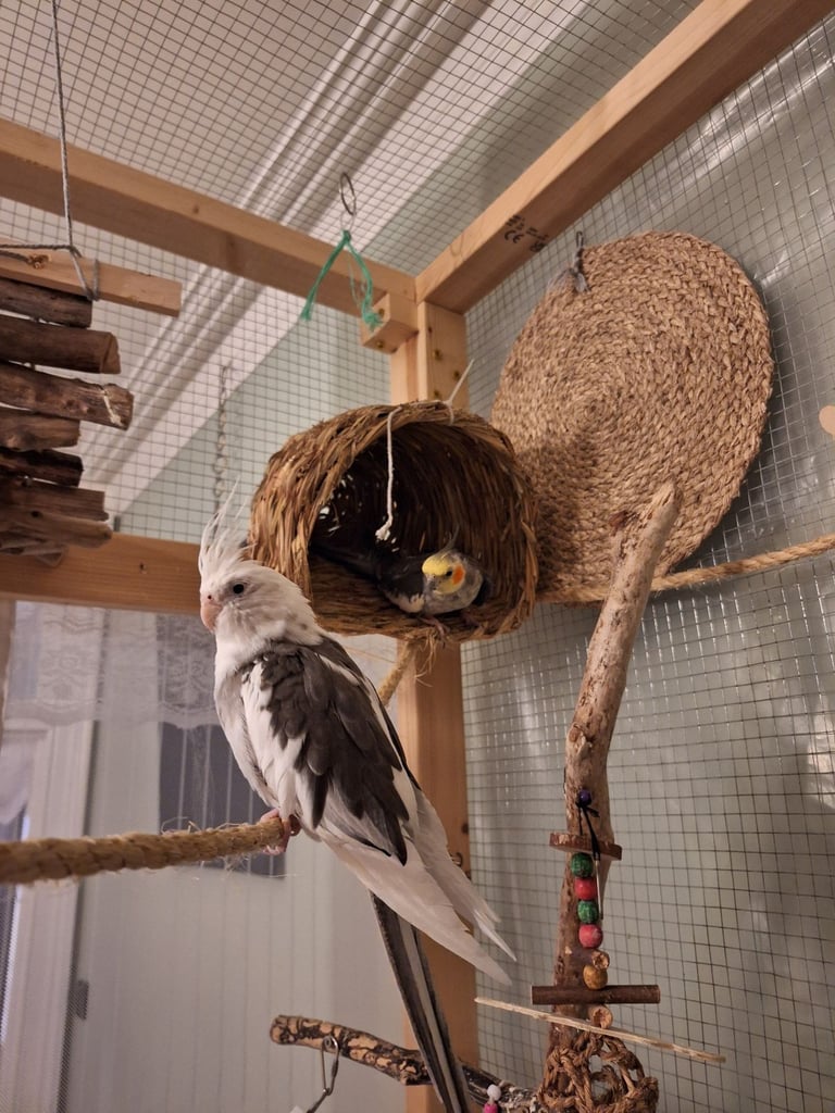 Breeding Pair of Cockatiels 