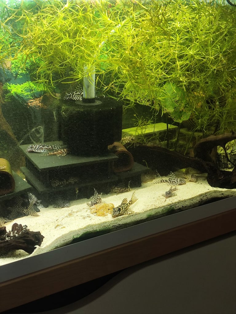 L236 and l066 pleco for sale