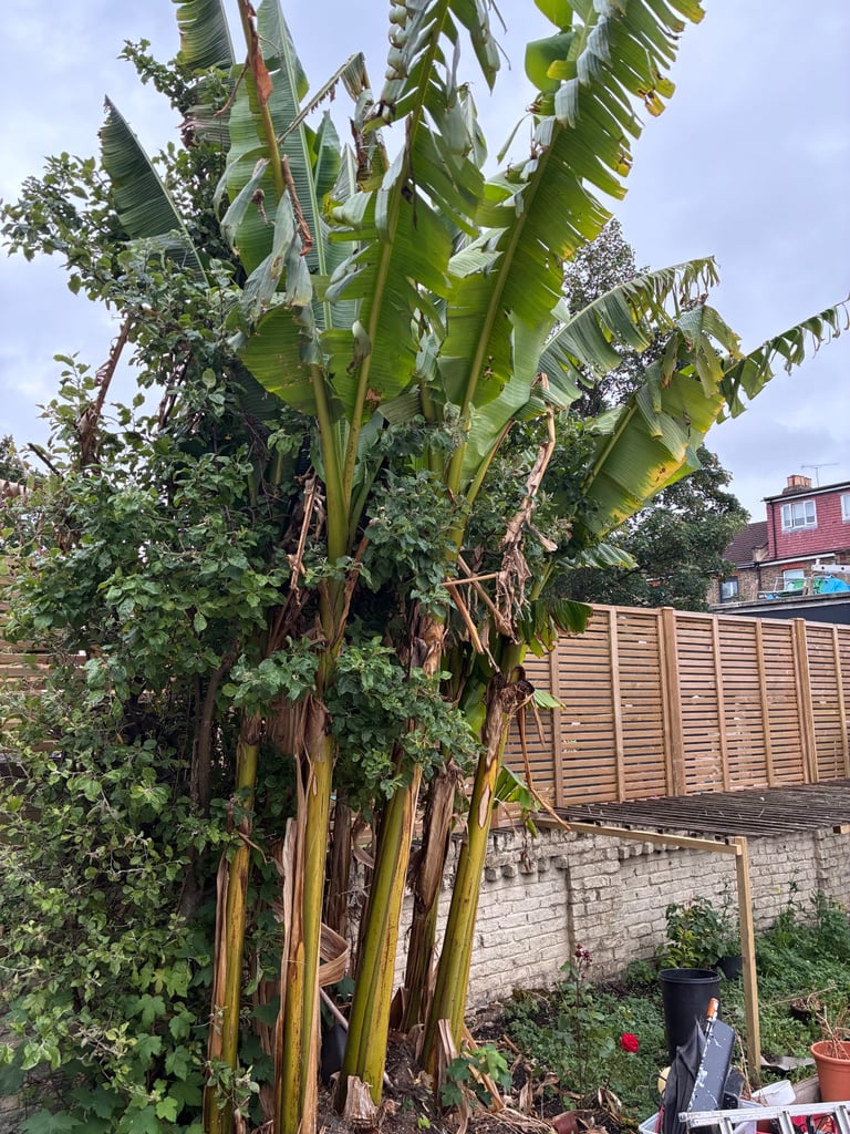 Indoor and outdoor banana plants 
