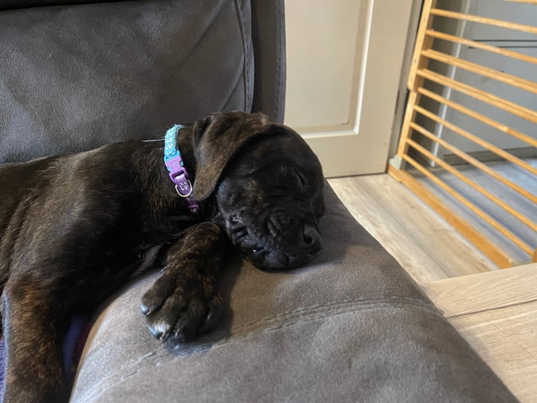 Puppy’s ROTTIECORSO 