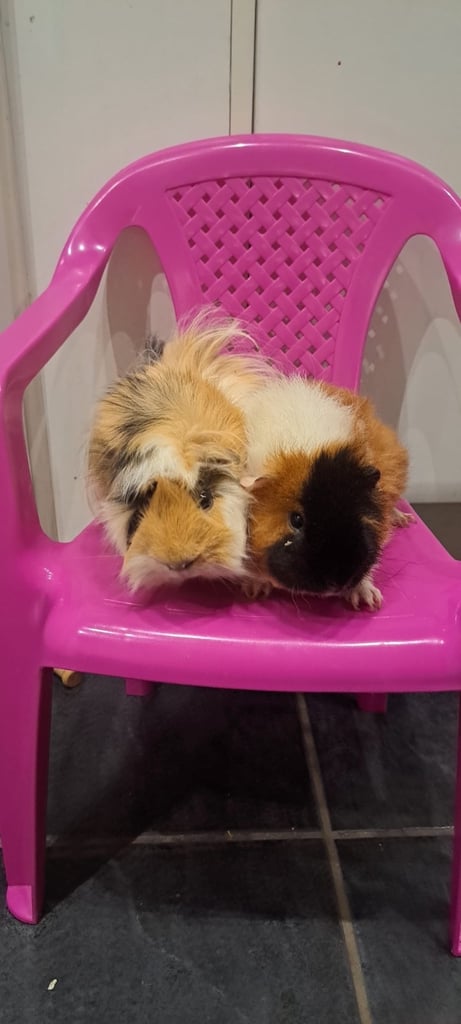 image for Pair of Adorable Guinea pigs - Easy to care for 