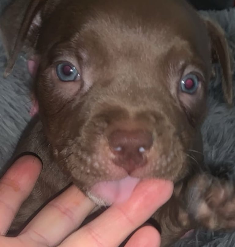 beautiful pocket puppies