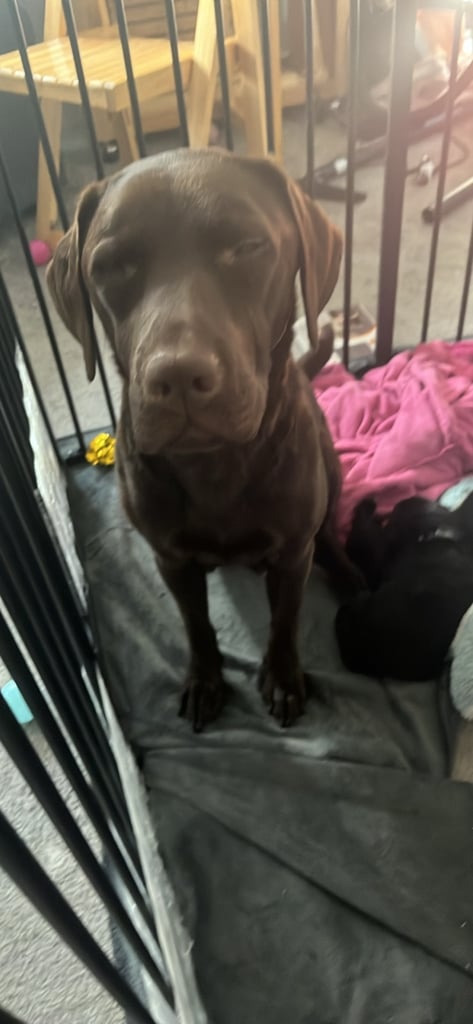 Lab cross dobe puppies