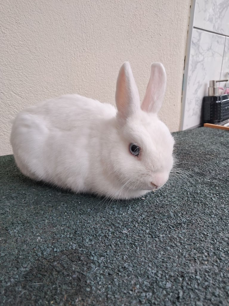 netherlands dwarf