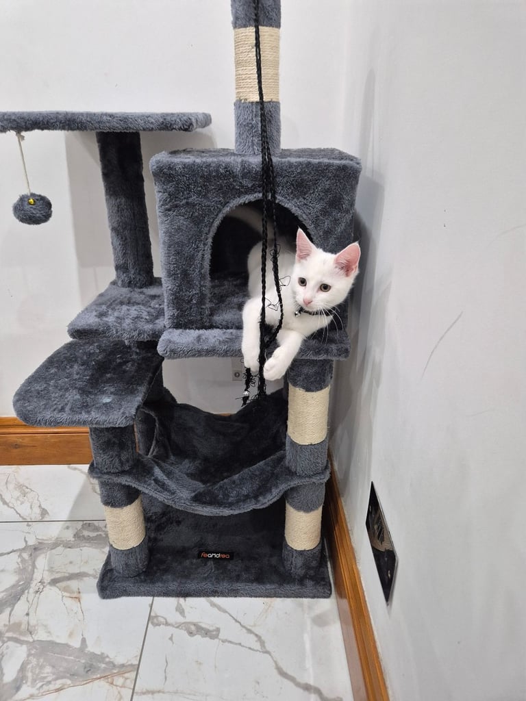 White kitten