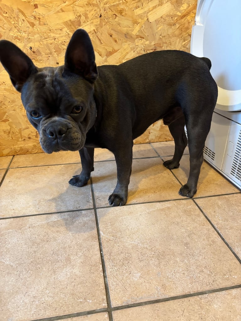 11 month old French bulldog