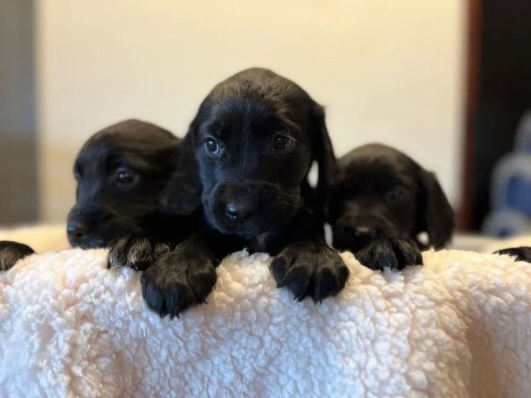 image for Cocker spaniel puppies 