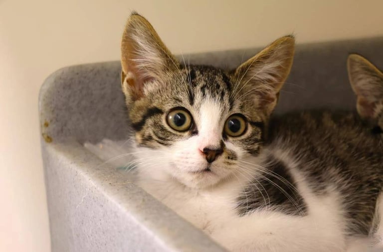 Home needed to re-home adorable kitten