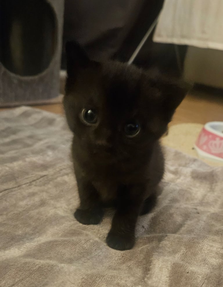 2 kittens available. 