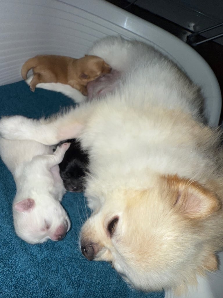 Champion blood line pomeranians 