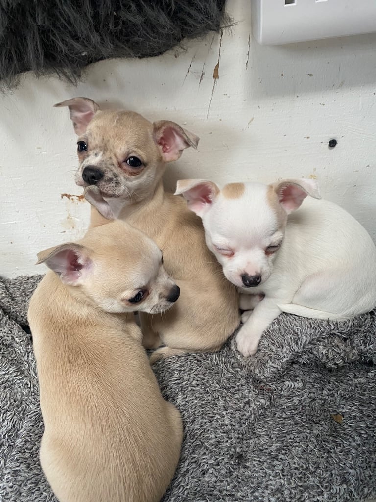 Pedigree Chihuahua puppies 