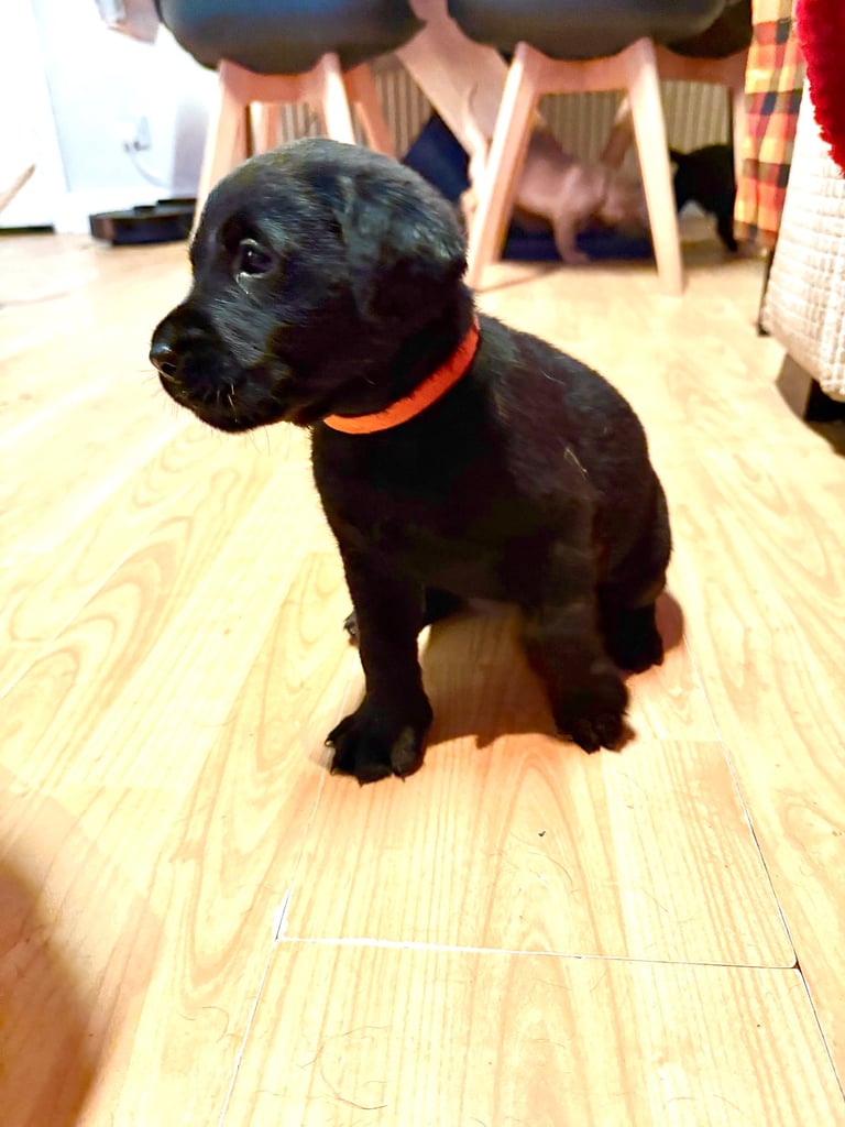 Labrador Pups - 7 Left! 