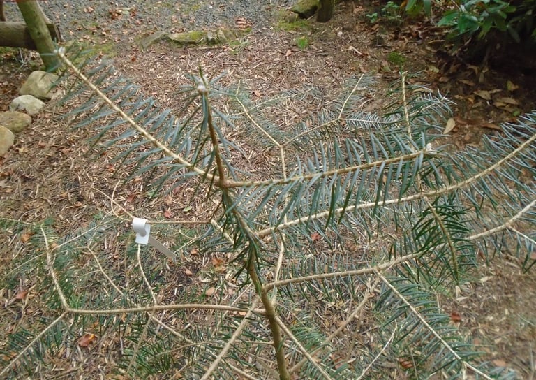 FABERS FIR , ABIES FABRI UNUSUAL CONIFER TREE