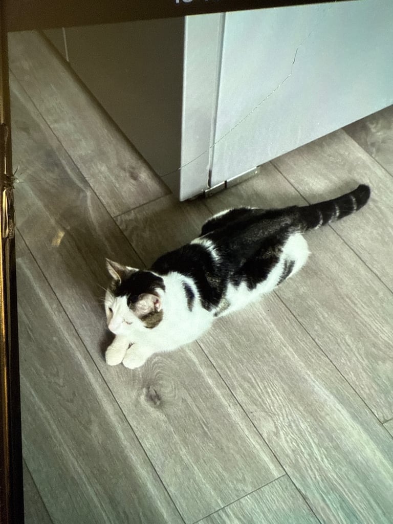 Cat for sale