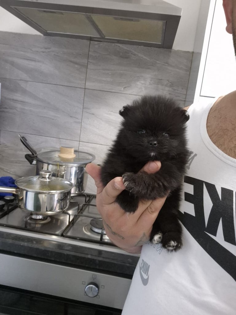 Pomeranian teddy face Female 