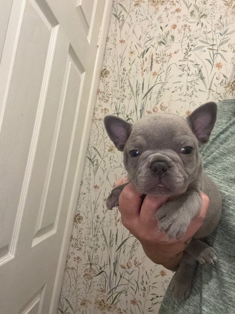 French bulldog puppies
