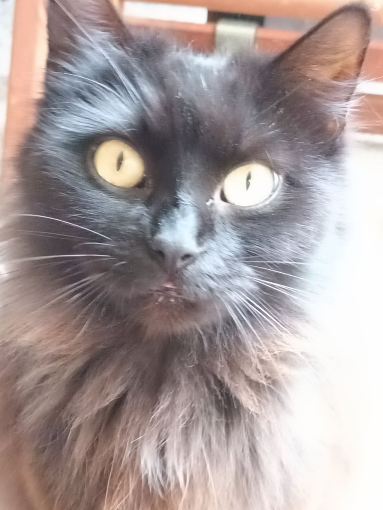 Black Fluffy Kittens... half black Persian Cross