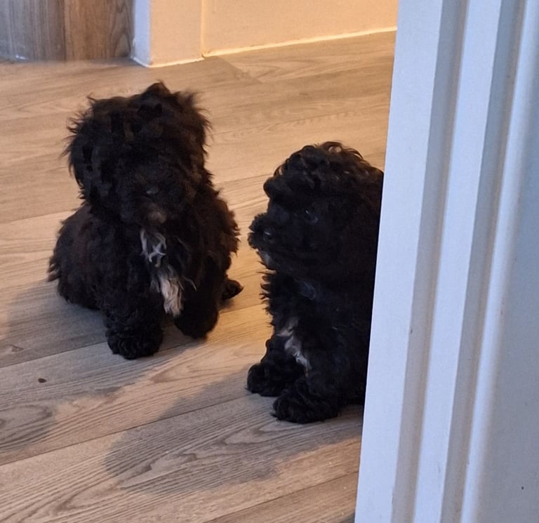 Shihpoo 