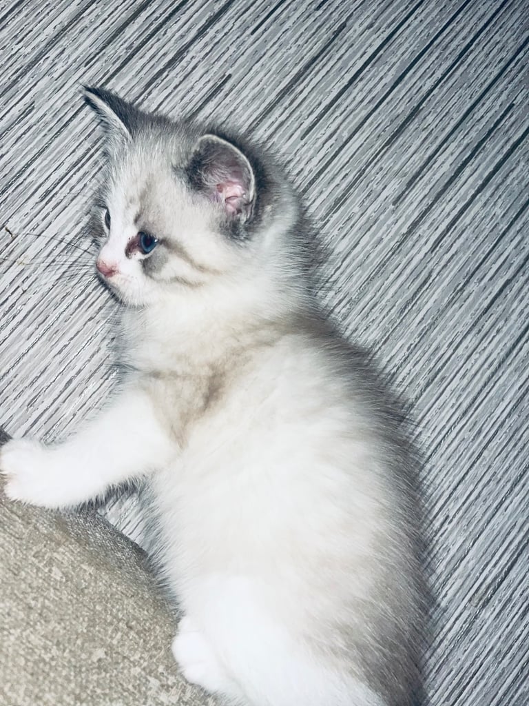 Sold pending viewing : Kittens 