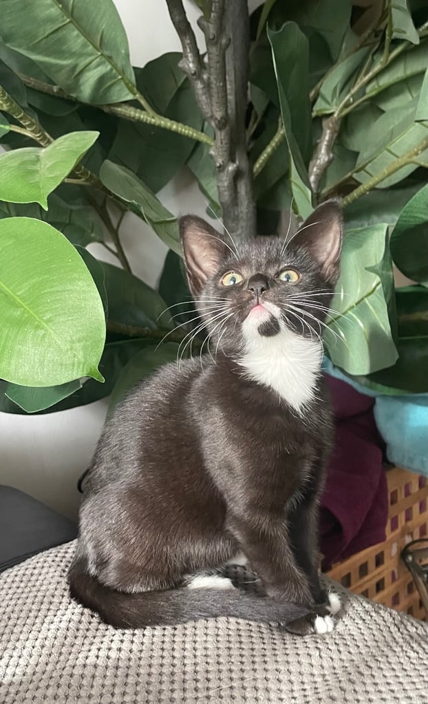 Kitten LAST girl looking for a forever family 