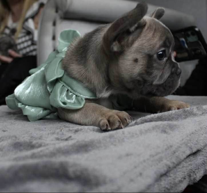French Bulldog Puppies 