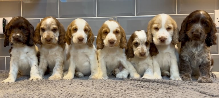 Beautiful KC Registered Show-Type Cocker Spaniel Puppies 🐶 