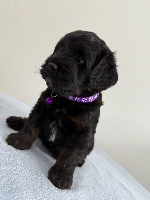 Cockapoo Girl Puppy F1 : 6weeks Old