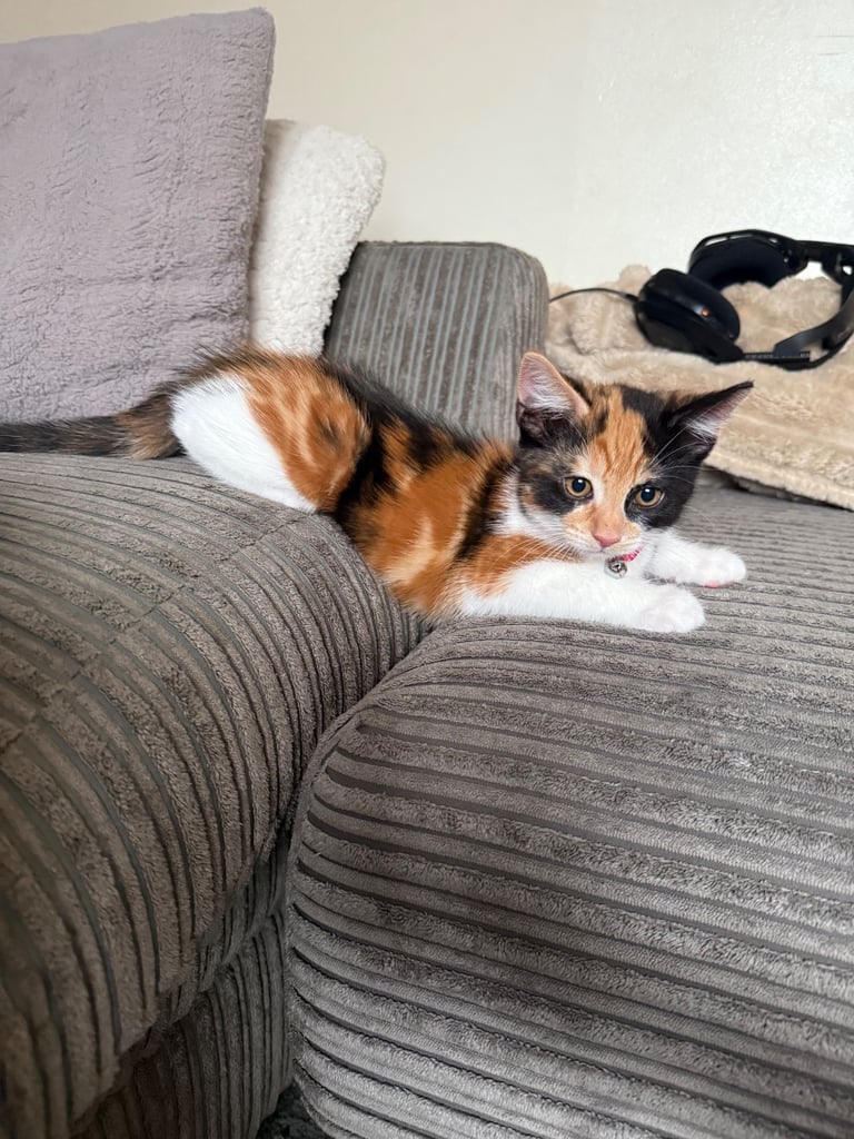 Female Kitten