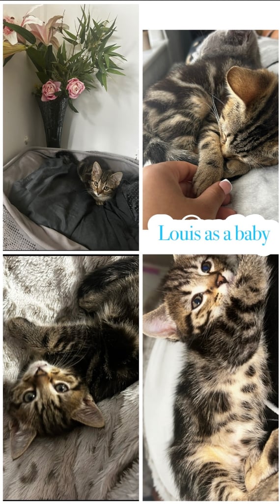 6 month old male half Bengal kitten 