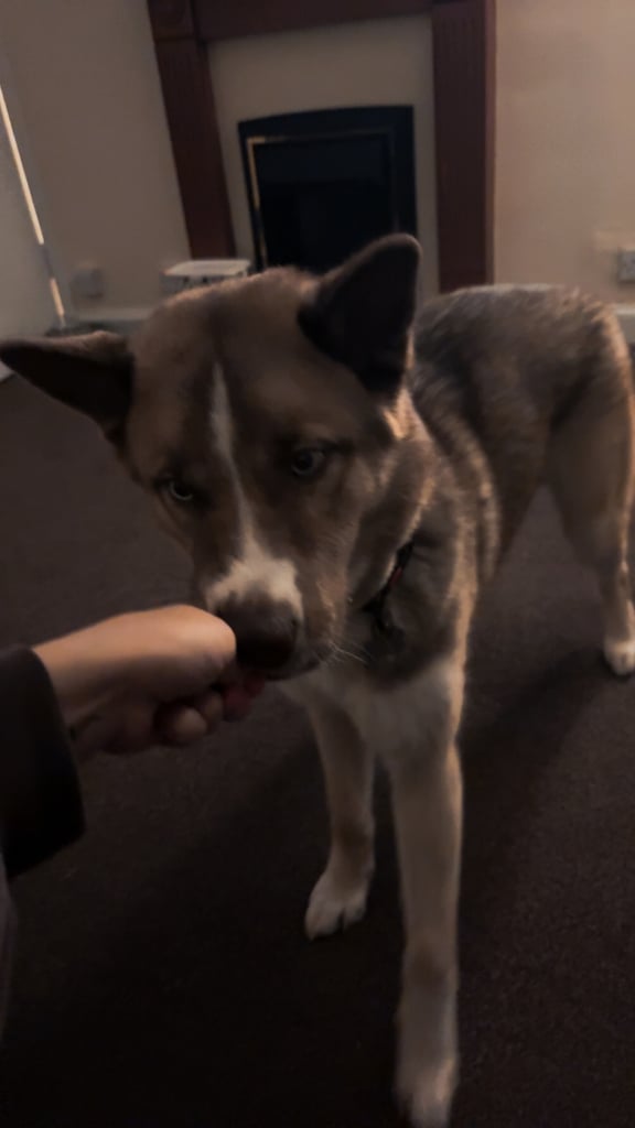 Husky x Akita huskita 