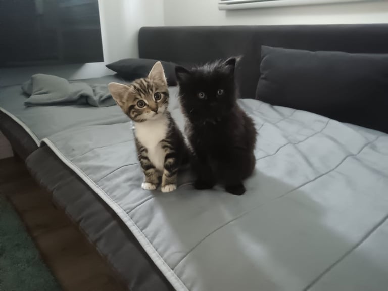Kittens 
